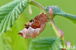 Purple Thorn (Selenia tetralunaria)