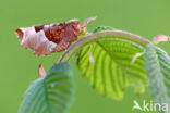 Purple Thorn (Selenia tetralunaria)