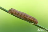 Broad-bordered Yellow Underwing (Noctua fimbriata)