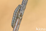 Noctua interjecta