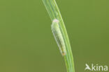 Marbled White (Melanargia galathea)