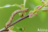 Variabele spikkelspanner (Alcis repandata)