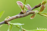 Variabele spikkelspanner (Alcis repandata)