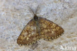 Common Heath (Ematurga atomaria)