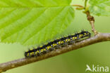 Scarlet Tiger (Callimorpha dominula)