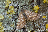 Common Heath (Ematurga atomaria)