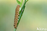 Broad-bordered Yellow Underwing (Noctua fimbriata)