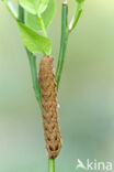 Broad-bordered Yellow Underwing (Noctua fimbriata)