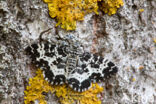 Speerpuntspanner (Rheumaptera hastata)