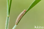 Dambordje (Melanargia galathea)