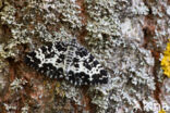 Speerpuntspanner (Rheumaptera hastata)