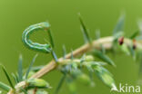 juniper pug (Eupithecia pusillata)