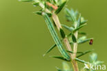 Jeneverbesdwergspanner (Eupithecia pusillata)