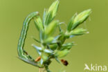 Jeneverbesdwergspanner (Eupithecia pusillata)