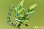 juniper pug (Eupithecia pusillata)