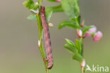 Variabele spikkelspanner (Alcis repandata)