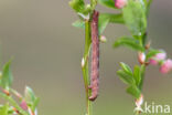 Variabele spikkelspanner (Alcis repandata)