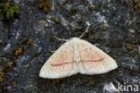 Bruine oogspanner (Cyclophora quercimontaria)