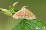 Bruine oogspanner (Cyclophora quercimontaria)