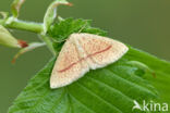 Bruine oogspanner (Cyclophora quercimontaria)