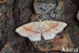 Bruine oogspanner (Cyclophora quercimontaria)