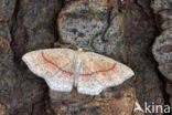 Bruine oogspanner (Cyclophora quercimontaria)