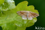 Cyclophora quercimontaria