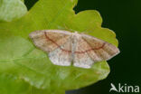 Bruine oogspanner (Cyclophora quercimontaria)