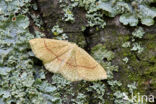 Bruine oogspanner (Cyclophora quercimontaria)