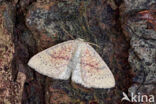 Eikenoogspanner (Cyclophora porata)