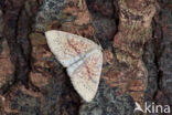 False Mocha (Cyclophora porata)
