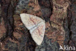 Eikenoogspanner (Cyclophora porata)