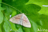 Eikenoogspanner (Cyclophora porata)