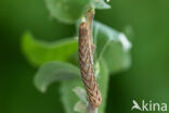 Dotted Clay (Xestia baja)