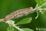 Dotted Clay (Xestia baja)