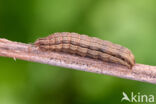 Kleine huismoeder (Noctua interjecta)