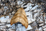 Bleke eenstaart (Falcaria lacertinaria)