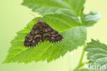 Common Heath (Ematurga atomaria)