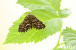 Common Heath (Ematurga atomaria)