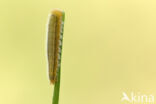 Dambordje (Melanargia galathea)