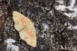 Eikenoogspanner (Cyclophora porata)