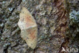 Eikenoogspanner (Cyclophora porata)