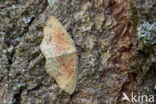 Eikenoogspanner (Cyclophora porata)