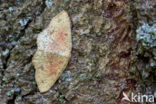 Eikenoogspanner (Cyclophora porata)