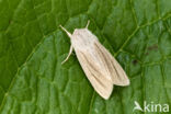 Reed Dagger (Simyra albovenosa)