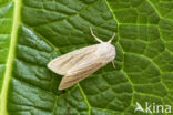 Kleine rietvink (Simyra albovenosa)