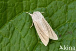 Reed Dagger (Simyra albovenosa)