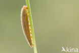 Marbled White (Melanargia galathea)