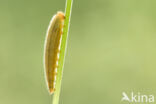 Dambordje (Melanargia galathea)