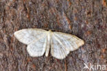 Smoky Wave (Scopula ternata)